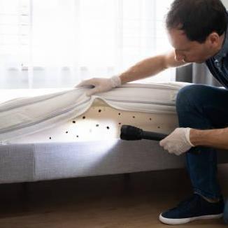 Bed Bugs  East London